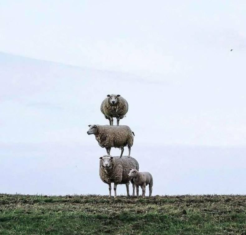 На Херсонщине хотят создать овечьи кооперативы