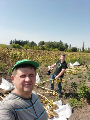Науковець ХДАЕУ досліджує, як отримувати стабільні врожаї соняшнику в умовах посухи